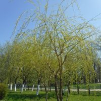 Природа весной :: Елена Сухорученкова