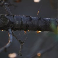 Лес Беер Шева :: Иван К