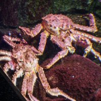 Камчатские крабы :: <<< Наташа >>>
