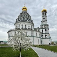 Яблонька в монастыре. :: Любовь 