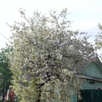 Вишня возле дома :: Сергей Кочнев