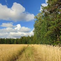 Краем поля. :: nadyasilyuk Вознюк