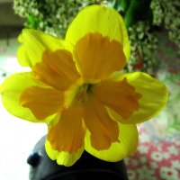 Нарцисс :: Елена Семигина