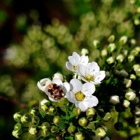 Спирея с гостем :: светлана льдокова