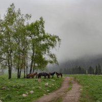 В тумане не только ёжики :: LudMila В тумане не только ёжики :: LudMila