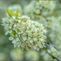 ФОТОЗАРИСОВКА  "ЦВЕТЕНИЕ" :: Владимир Железнов