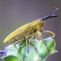 Weevil :: Александр Григорьев