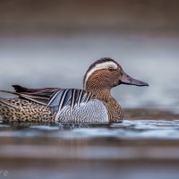 Утиное совершенство :: Александр К.