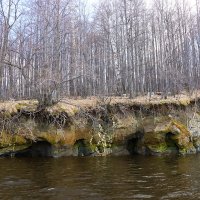 Берег..., а на берегу липовая роща :: Галина Ильясова