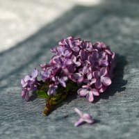 Сирень :: Юрий Гайворонскiий