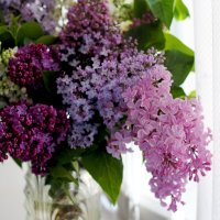 СИРЕНЕВЫЙ МИКС. :: Ирина СИРЕНЕВЫЙ МИКС. :: Ирина
