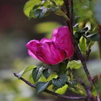 Шиповник :: ZNatasha -