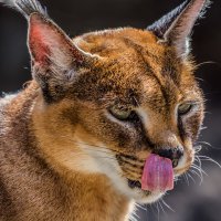 Каракал :: SanSan 