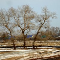 Три тополя...не на плющихе. :: nadyasilyuk Вознюк