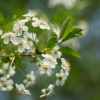 Весна :: Lersa Весна :: Lersa