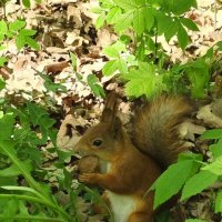 В травке. :: Александр Кондаков В травке. :: Александр Кондаков