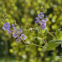 Gamander-Ehrenpreis (Veronica chamaedrys), :: Heinz Thorns Gamander-Ehrenpreis (Veronica chamaedrys), :: Heinz Thorns