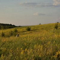 Земляничные поляны :: Юрий Воронов Земляничные поляны :: Юрий Воронов