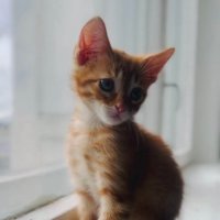 *** :: Андрей Л. В.
