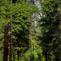 А что там, за поворотом…. :: Натали Королева