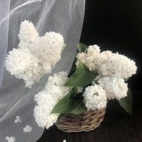 Застеснялась белая сирень..... :: TAMARA КАДАНОВА Застеснялась белая сирень..... :: TAMARA КАДАНОВА