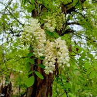 Белая акация :: Нина Бутко Белая акация :: Нина Бутко