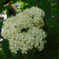 Цветение рябины :: Наиля 