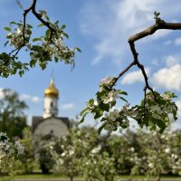 В Мичуринском саду :: Любовь 