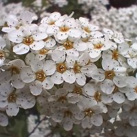 Спирея :: Наталья Герасимова Спирея :: Наталья Герасимова