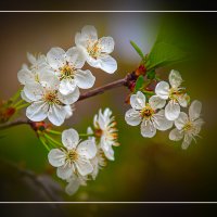 ЦВЕТЕНИЕ :: Владимир Кроливец