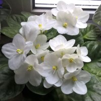 Нежность фиалок :: Елена Семигина