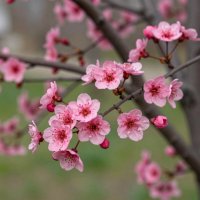 Весеннее цветение дикой яблони :: Наталья *** Весеннее цветение дикой яблони :: Наталья ***