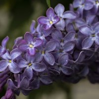 Сирень :: Natali 