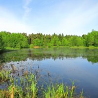 Утро на весеннем пруду :: Андрей Снегерёв