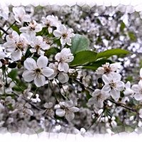 Вишня в цвету :: Veera V Вишня в цвету :: Veera V