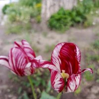 Рябенькие :: Татьяна Пальчикова Рябенькие :: Татьяна Пальчикова