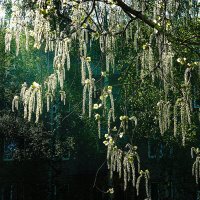 Начало июня...Зацвела городская осина! :: Владимир Начало июня...Зацвела городская осина! :: Владимир