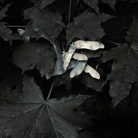 кленовое :: Николай Семёнов кленовое :: Николай Семёнов