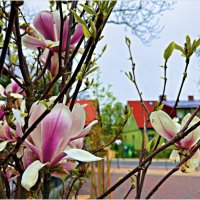 Магнолия. :: Валерия Комова Магнолия. :: Валерия Комова