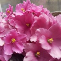 Розовая нежность :: Елена Семигина Розовая нежность :: Елена Семигина