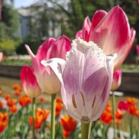 Душа нараспашку :: ИРЭН@ . Душа нараспашку :: ИРЭН@ .