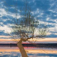 Дерево на закате :: fogmeadowww m