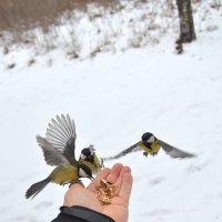 Званный обед. :: Александр Кондаков Званный обед. :: Александр Кондаков