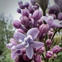 Сирень :: Наталья Герасимова