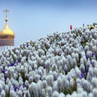 Зарядье 8 мая :: Михаил Бибичков Зарядье 8 мая :: Михаил Бибичков