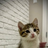 **** :: Андрей Л. В. **** :: Андрей Л. В.