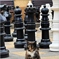 Шахматист.:) :: Валерия Комова