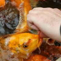 Кормим рыбок в Аптекарском :: Светлана Кормим рыбок в Аптекарском :: Светлана