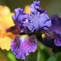 Ирис :: ZNatasha -