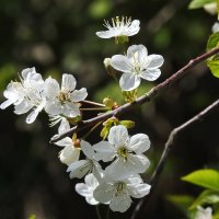 весенние зарисовки :: ИННА ПОРОХОВА